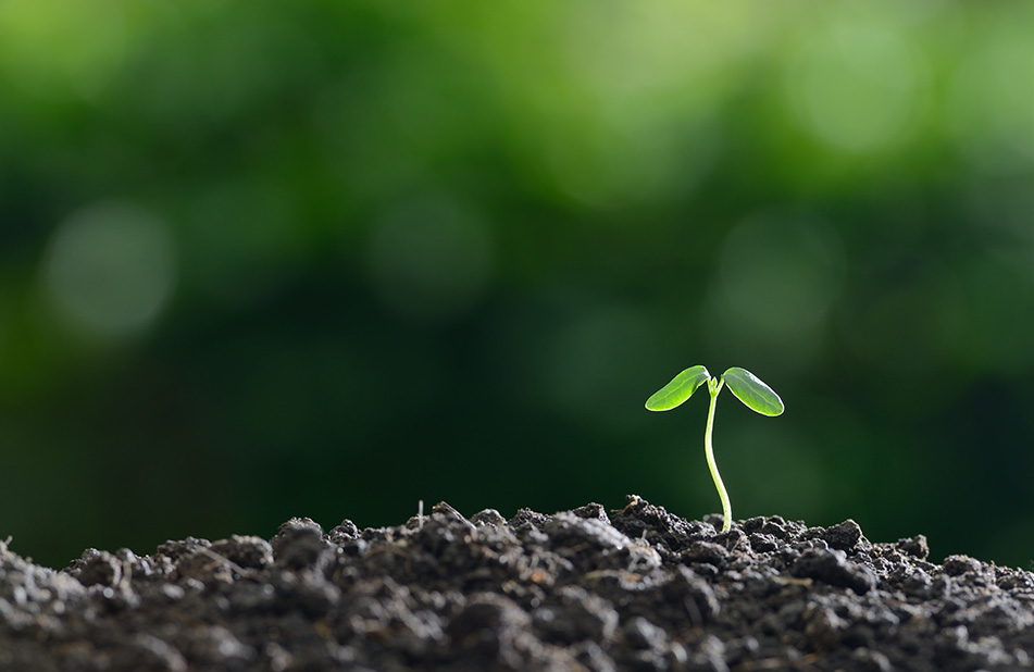 Seedling Image