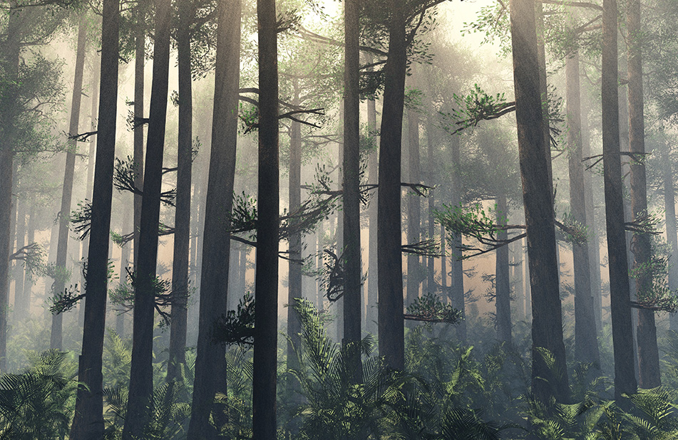 Image of Forest